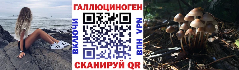 Галлюциногенные грибы Psilocybe  Ленинск 